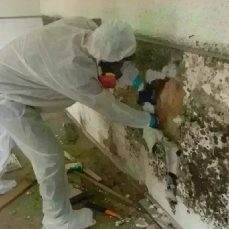 Mold Remediation and Removal in Jamaica Plain, MA